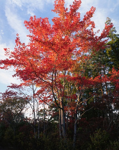 Maples, Pine Barrens (MF).jpg Maples, Pine Barrens (MF).jpg